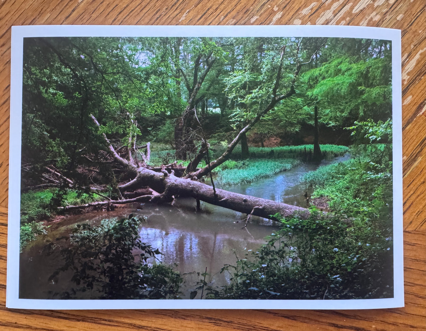 Tree at Kingfisher Trail 5x7 Matte Photo Print