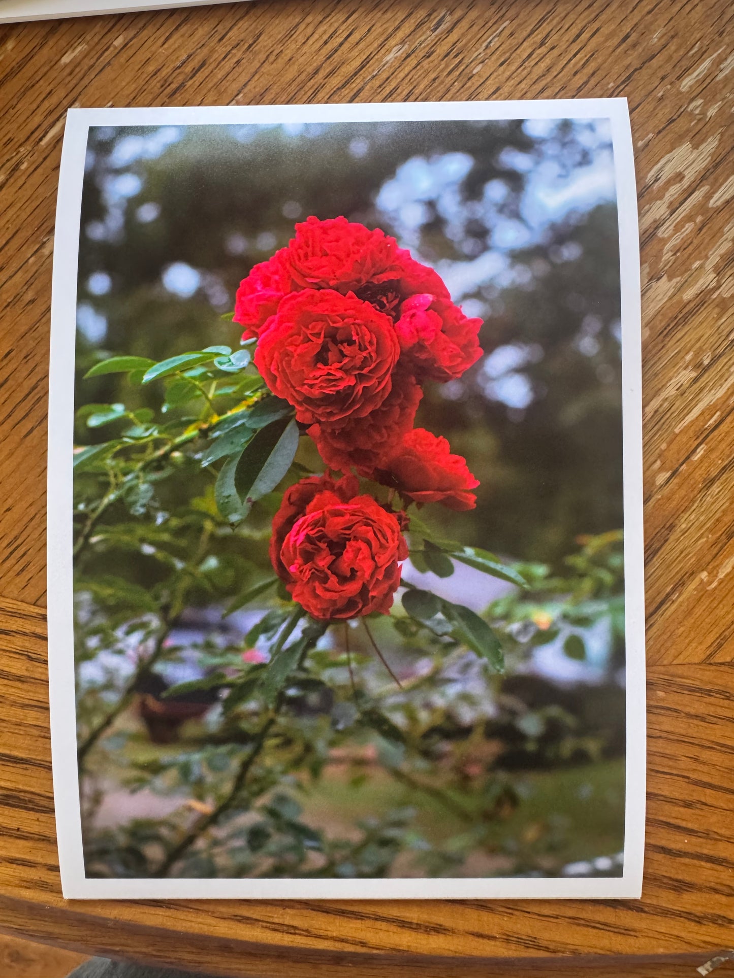 Red Summer Roses 5x7 Matte Photo Print