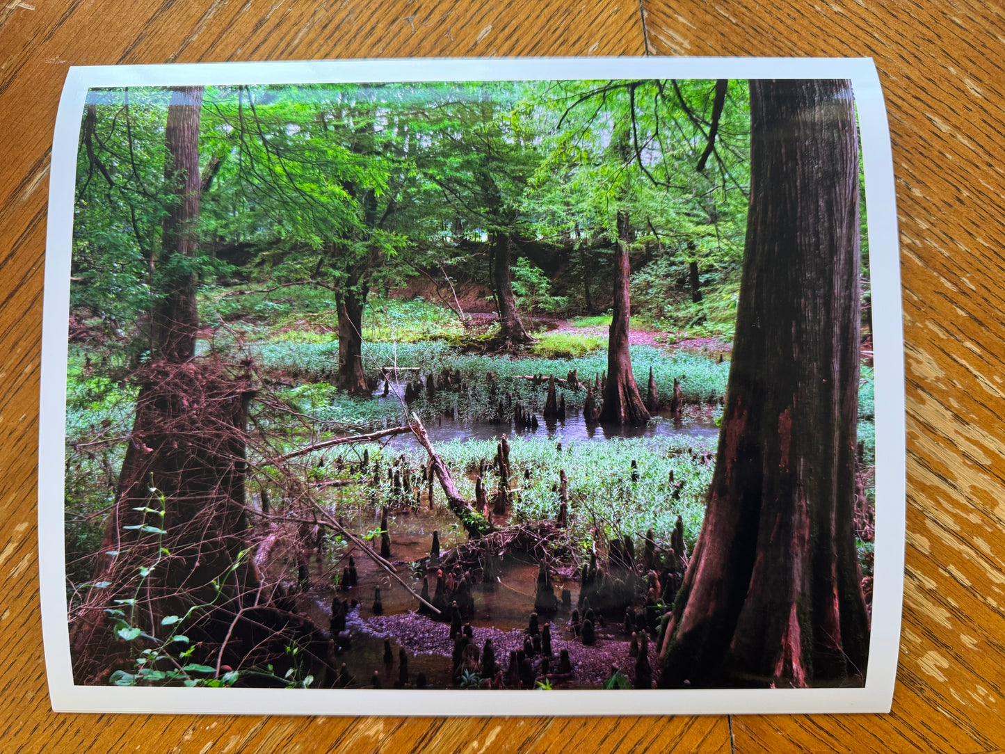 Kingfisher Trail  8x10 Metallic Photo Print