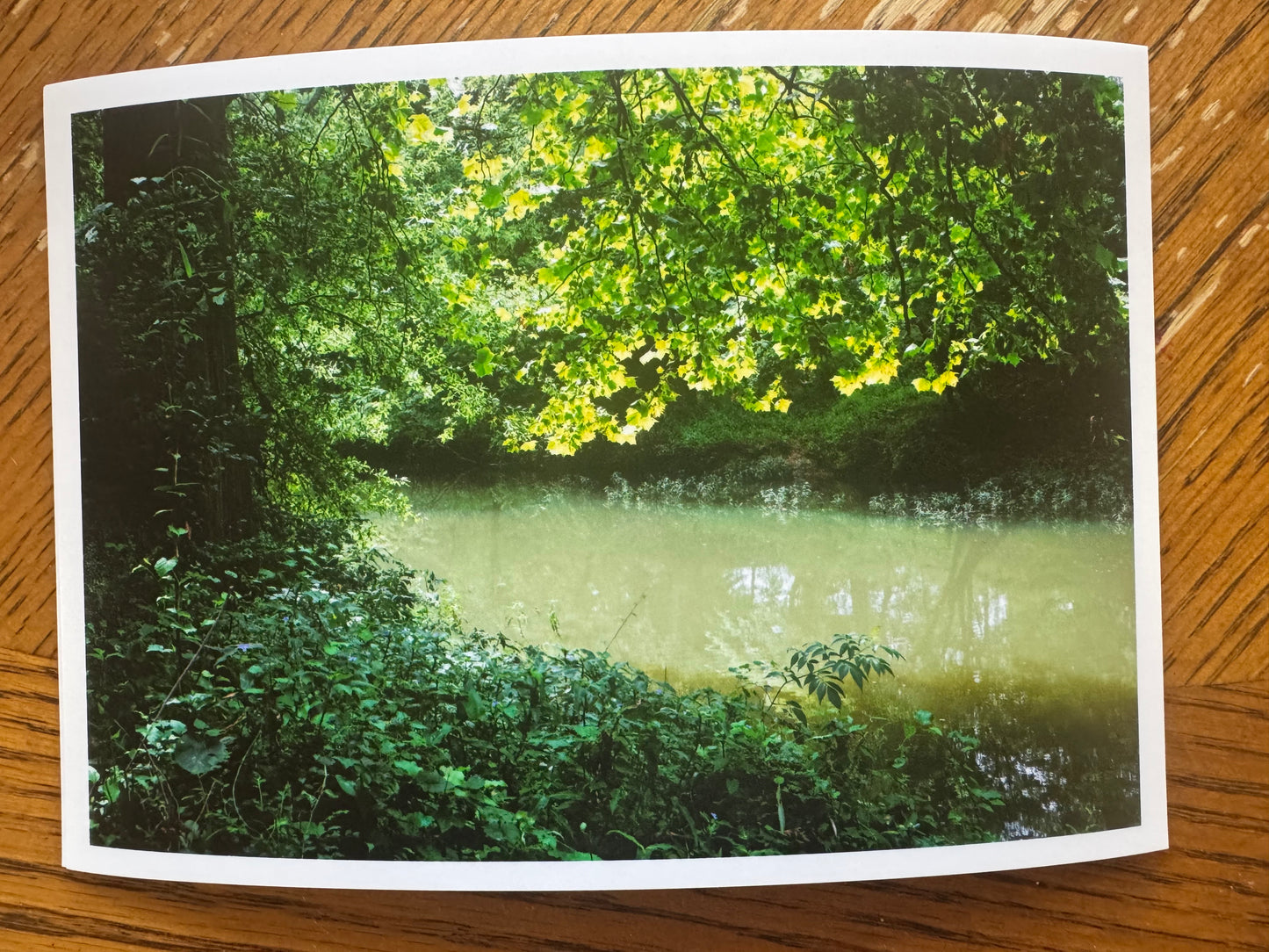 Kingfisher Trail Little Maumelle River 5x7 Photo Print