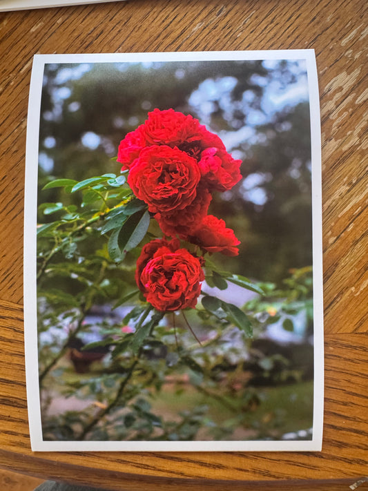 Red Summer Roses 5x7 Matte Photo Print
